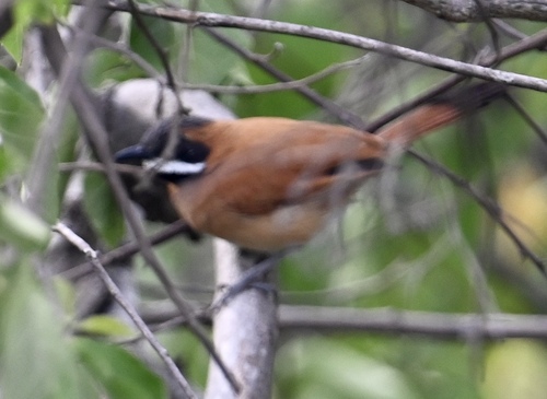 White-whiskered Spinetail (Synallaxis candei), photo 5