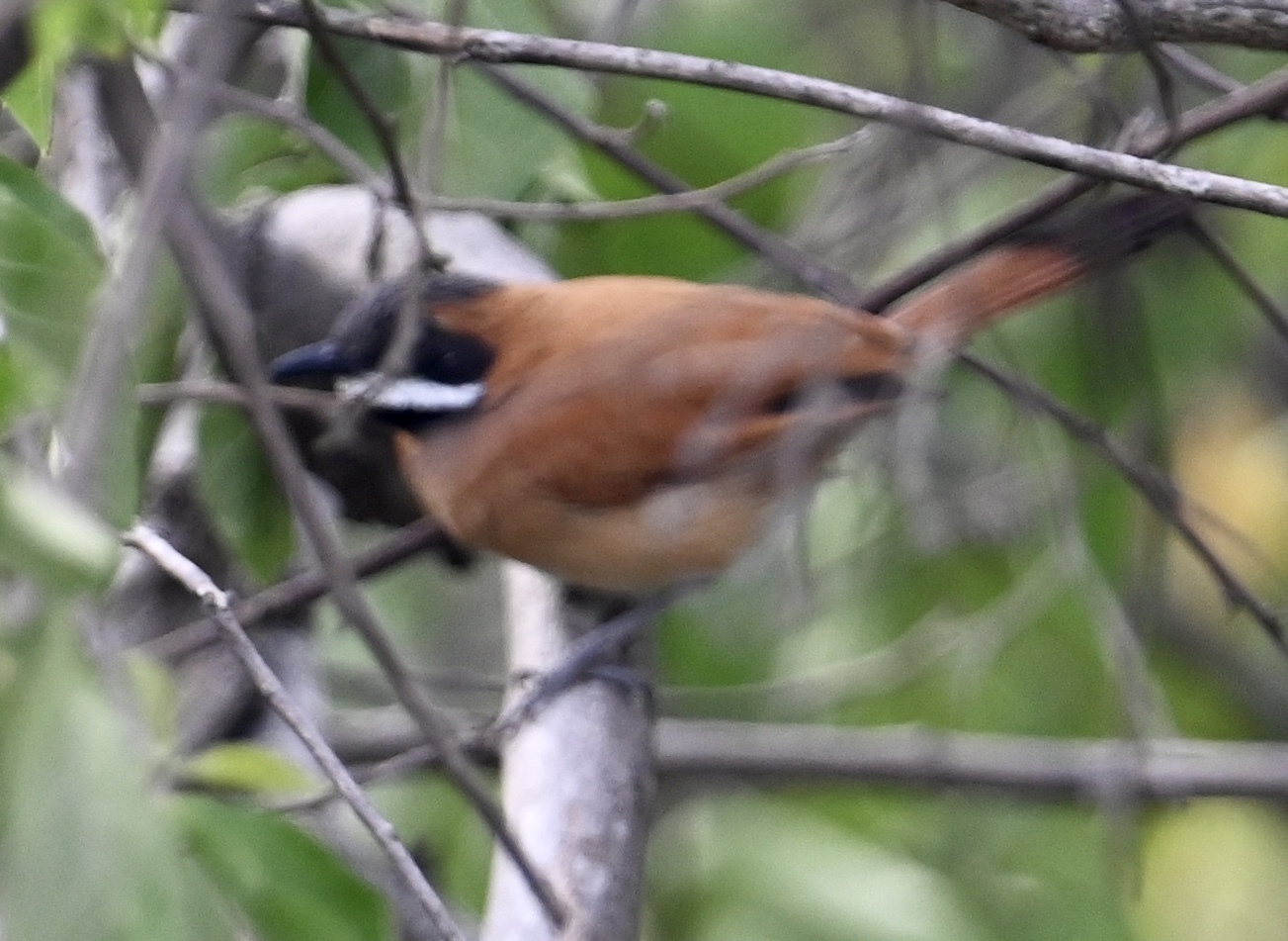 White-whiskered Spinetail (Synallaxis candei), photo 6
