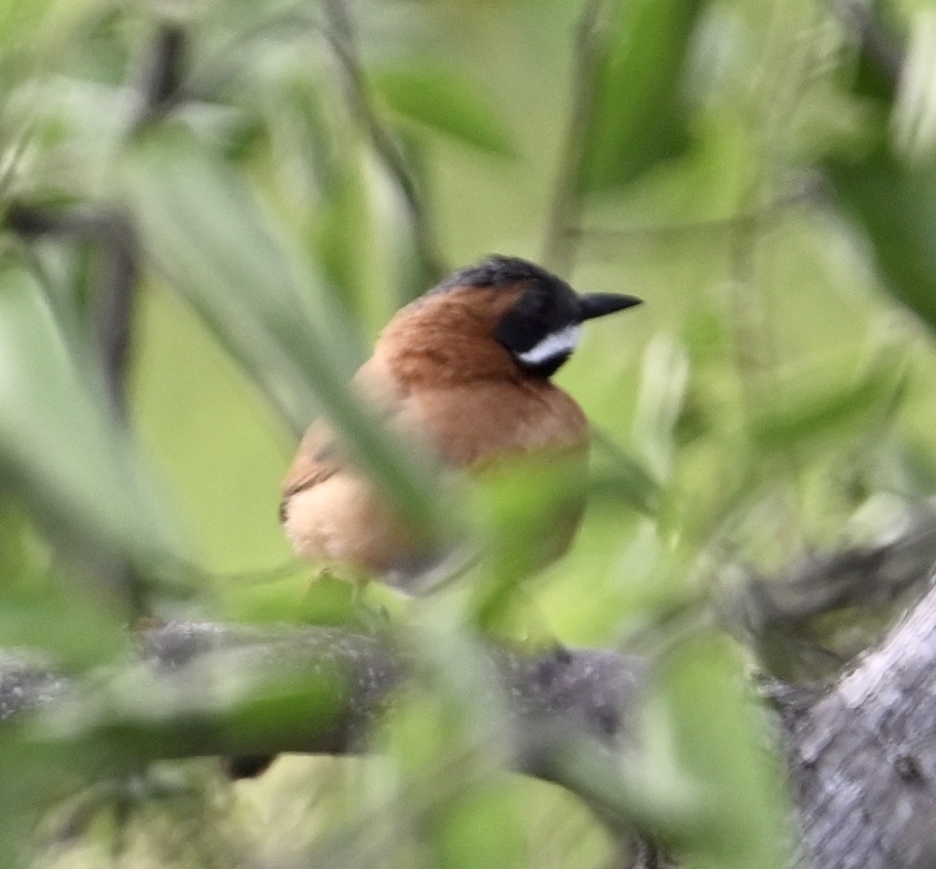 White-whiskered Spinetail (Synallaxis candei), photo 7