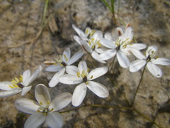 Pharnaceum lineare