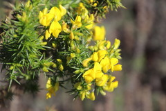 Aspalathus astroites