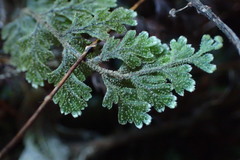Hymenophyllum frankliniae