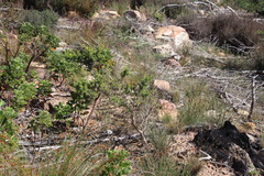 Aspalathus astroites