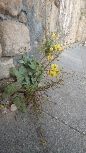 Bear's-tail mullein (Verbascum arcturus)