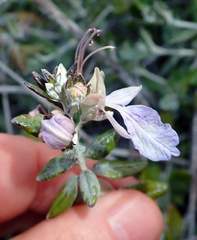Teucrium fruticans