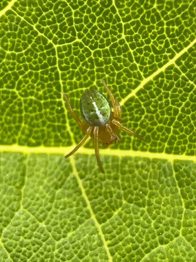 Araneus bivittatus