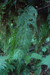 Hymenophyllum scabrum