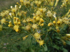 Senecio cacaliaster
