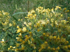 Senecio cacaliaster