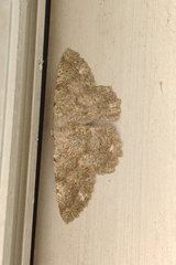 Dicrognophos sartata