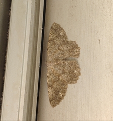 Dicrognophos sartata