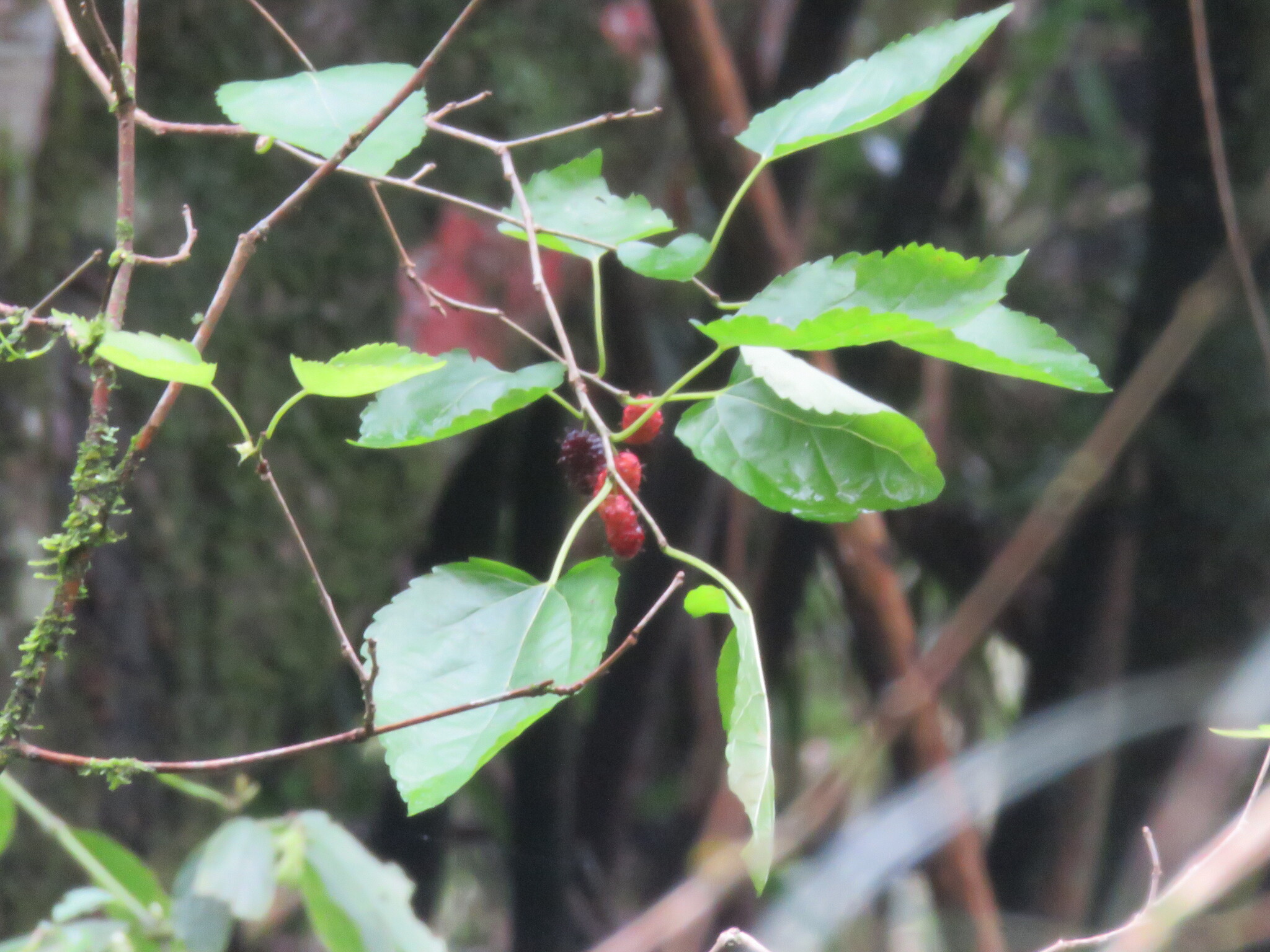 Morus nigra