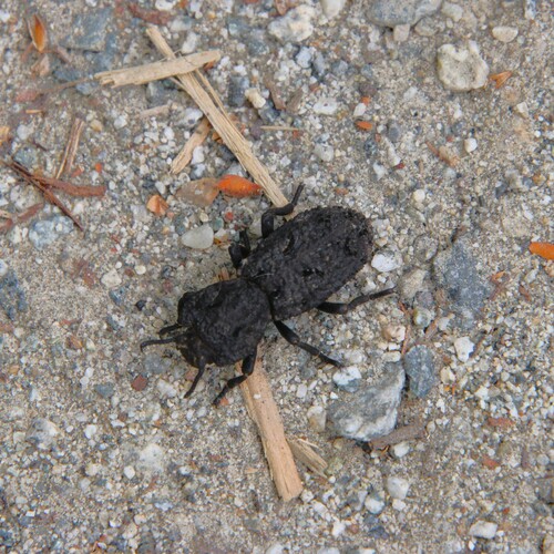 iNaturalist observation photo of Diabolical Ironclad Beetle