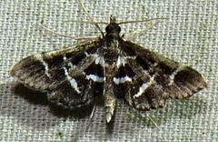 Diasemiodes janassialis