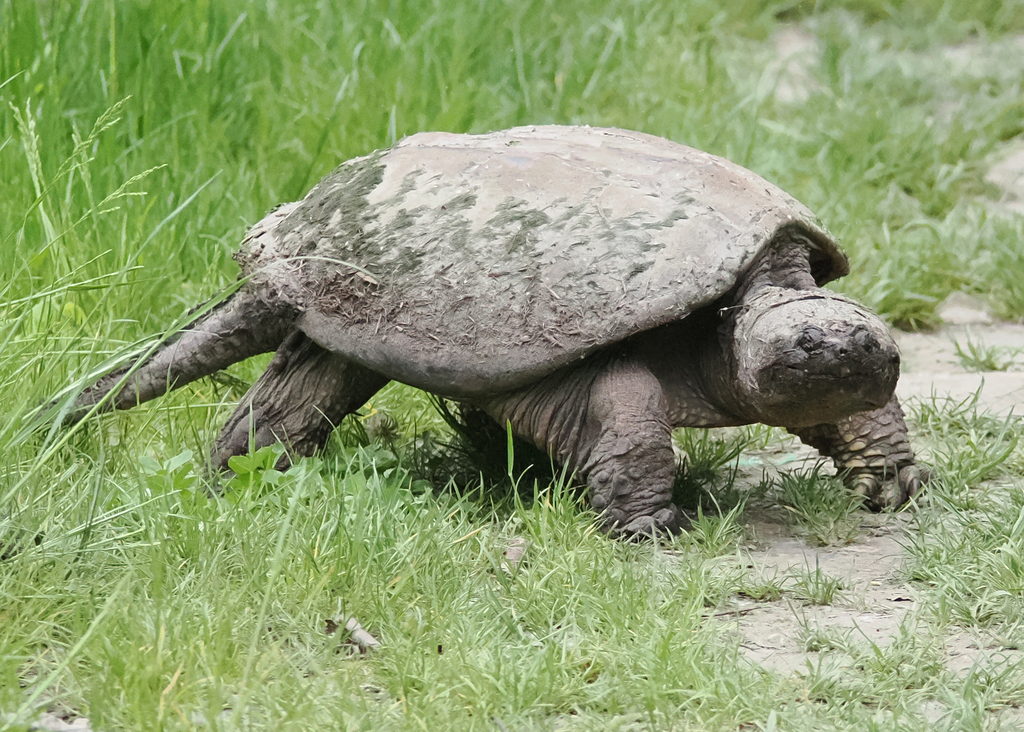 Turtle Intrails Common Snapping Turtle from Bayview Village, North York, ON, Canada on ...