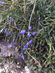 Campanula cespitosa