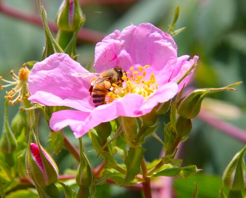 iNaturalist observation photo of Western Honey Bee