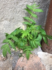 Ailanthus altissima