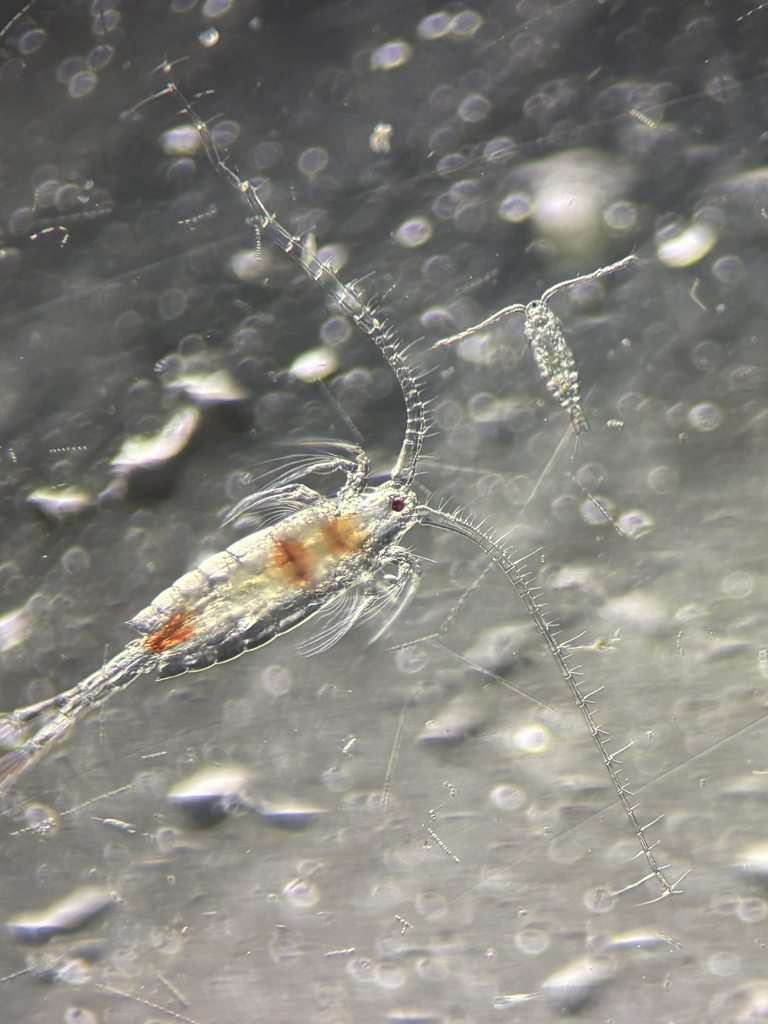Centropages abdominalis