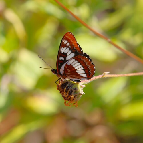 iNaturalist observation photo of Lorquin's Admiral