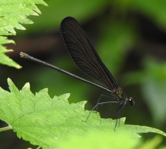Atrocalopteryx atrata