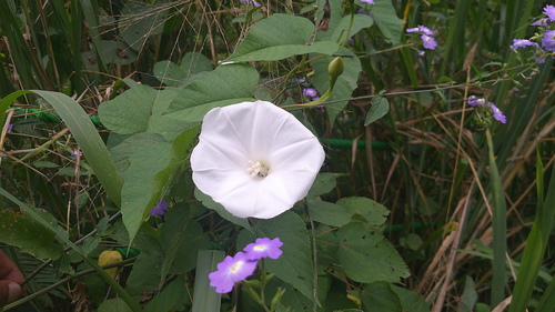 Operculina codonantha observed 2025-06-06