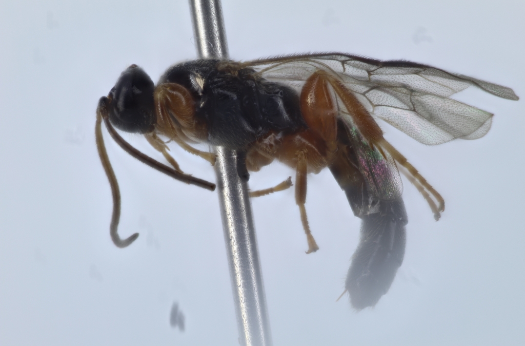 Exochus mitratus