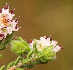 Erica benthamiana