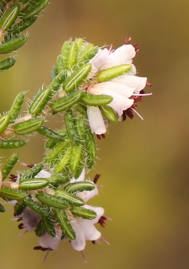 Twofour Heath