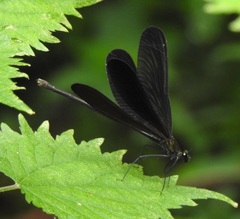 Atrocalopteryx atrata