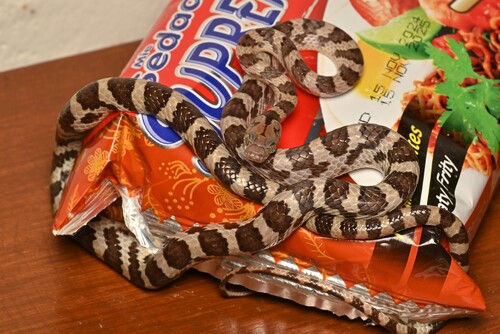Ampijoroa Tree Snake