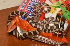 Ampijoroa Tree Snake