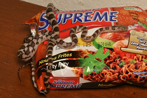 Ampijoroa Tree Snake