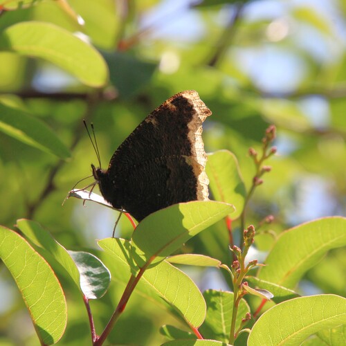 iNaturalist observation photo of Mourning Cloak