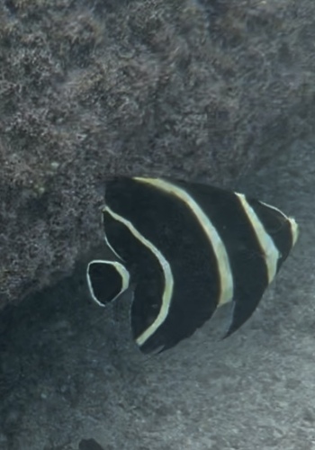 Pomacanthus paru
