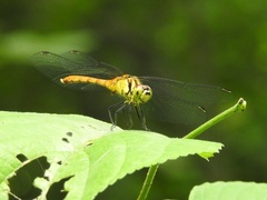 Sympetrum
