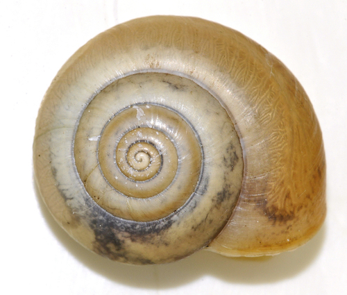 Carthusian Nun Snail, Herwen, Tolkamer, Niederlande, photo 6 of 10