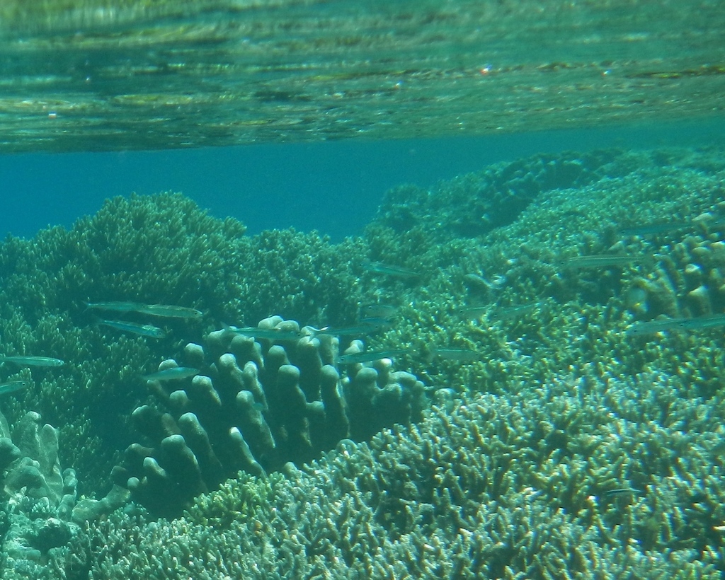 Shoulderblade Coral