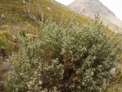 Brunia microphylla