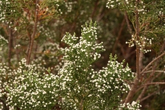 Brunia microphylla