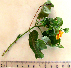 Abutilon sonneratianum