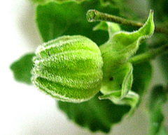 Abutilon sonneratianum