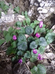 Cyclamen purpurascens purpurascens
