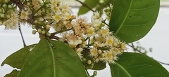 Syzygium polyanthum