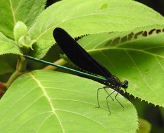 Atrocalopteryx atrata
