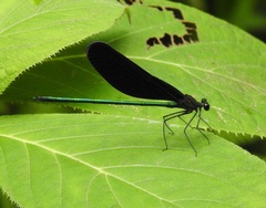 Atrocalopteryx atrata