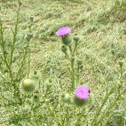 iNaturalist observation photo of Bull Thistle