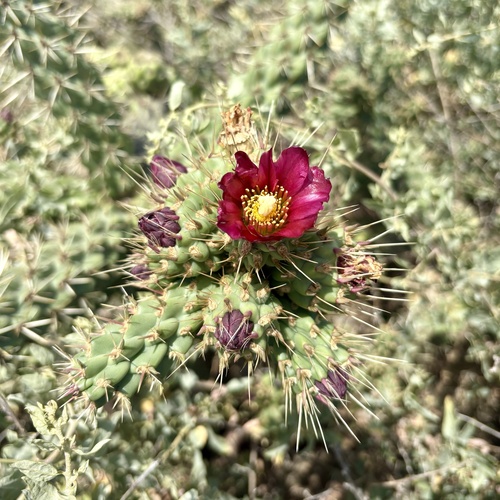 iNaturalist observation photo of Coast Cholla