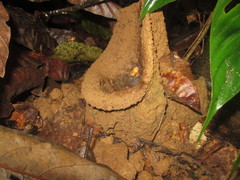 Partamona testacea