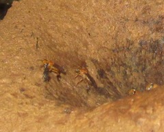 Partamona testacea